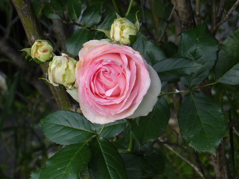 DSC06024