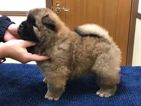 line_1811250030297936