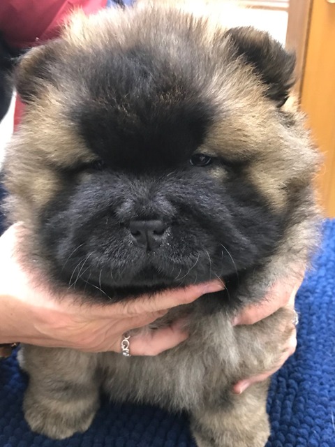 line_1811272367077771