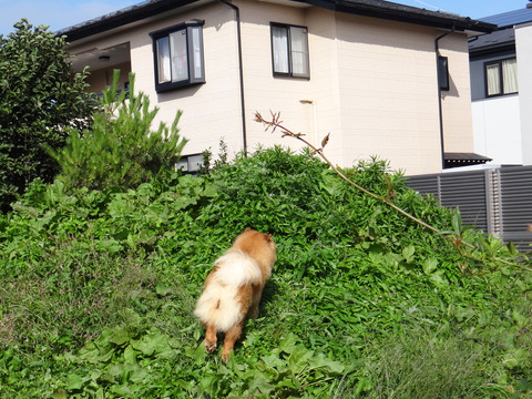 DSC08264