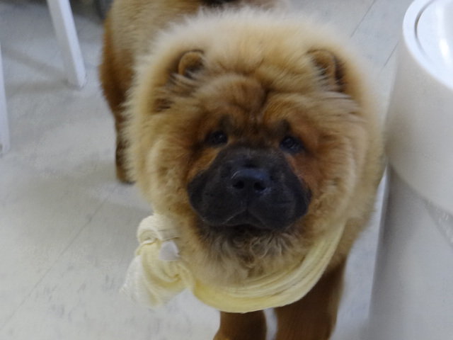 Image result for chow chow 犬 公園で歩く