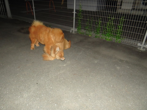 DSC08086