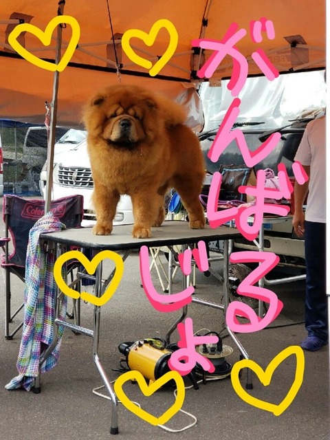 72103611_2706398556060886_6278369844534444032_n