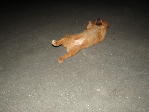 DSC08084