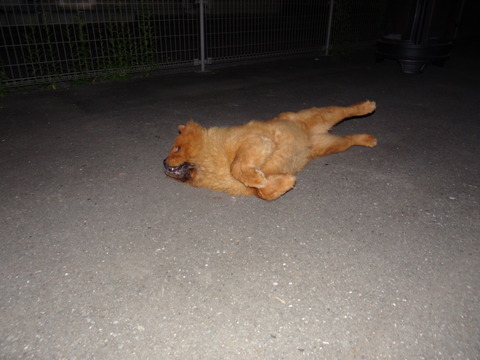 DSC08081