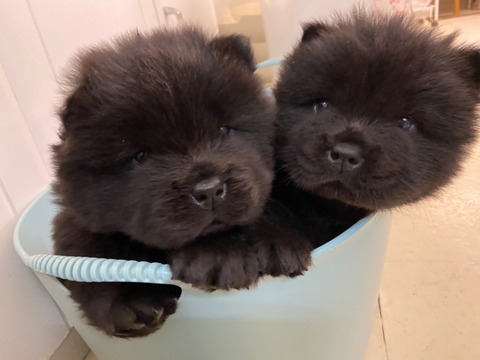 line_465203183699400