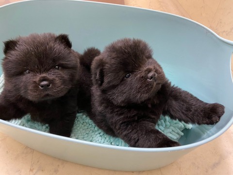 line_399820633701486