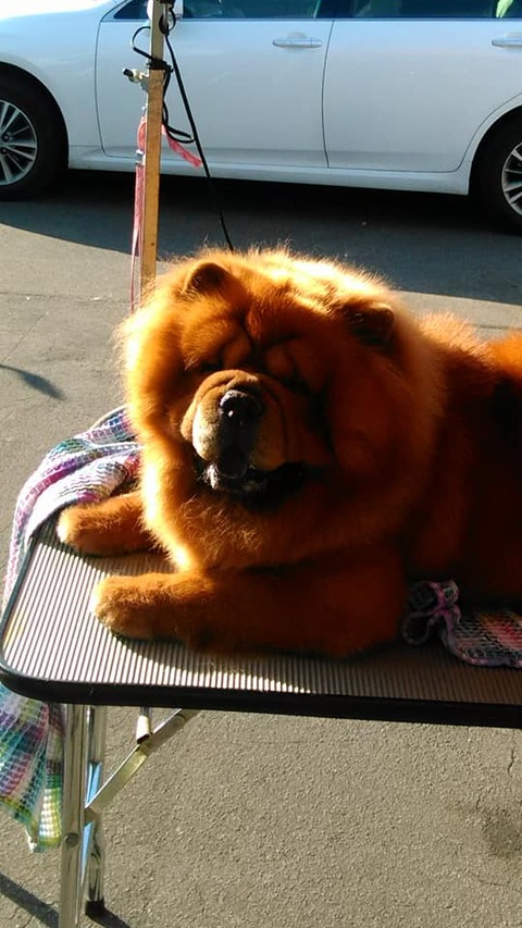 71184753_2704018736298868_3220589211249803264_n