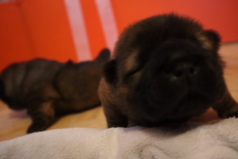 line_187332445331671