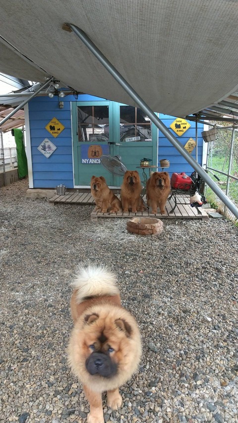 4067
