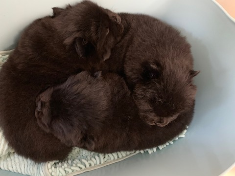 line_465234900265794