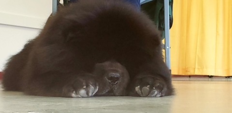 Teddy1