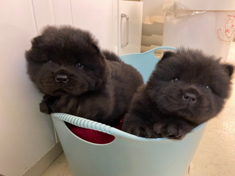 line_465193161026331