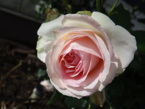 DSC05967