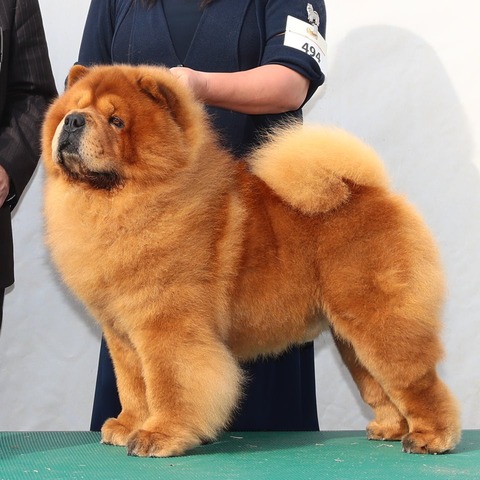 32637195_1900242086676541_6006499990950641664_n