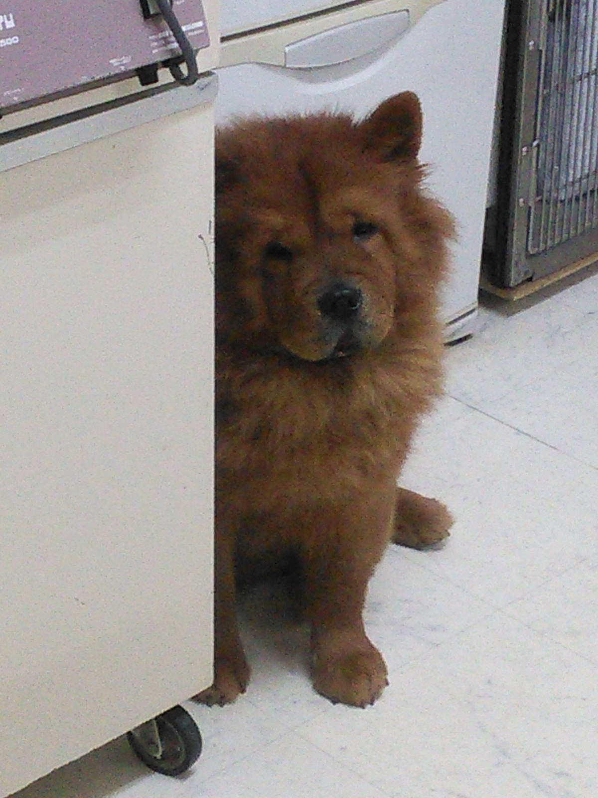 私のチャウチャウランド最後の犬 交配情報 Nyan Chow S チャウチャウ 私のチャウチャウランド最後の犬 交配情報 Nyan Chow S チャウチャウ