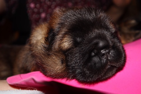 line_187388923501702