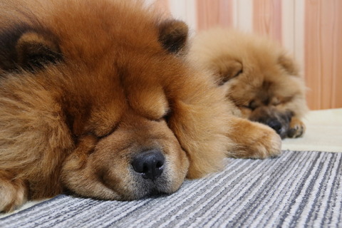 2020_chow (1)