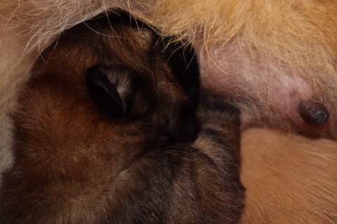 line_187345099024375