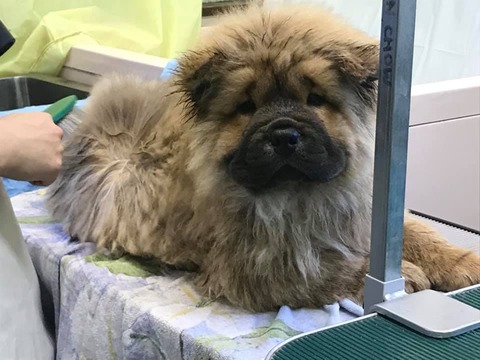 71681499_2712306838803391_7799784059780988928_n