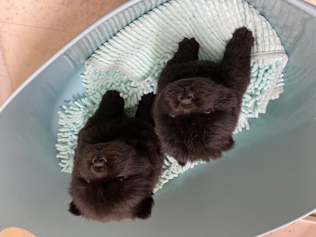 line_399835467106376