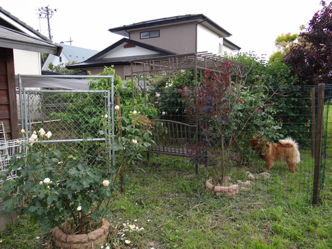 DSC06003