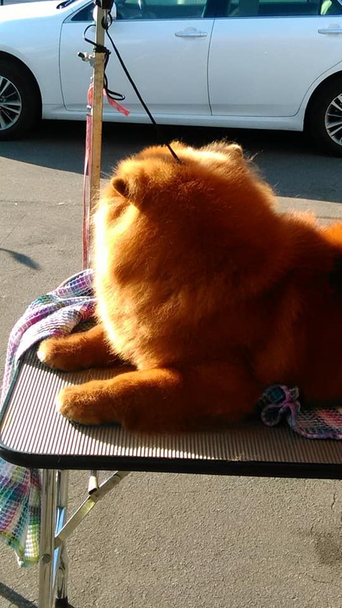 71241599_2704018879632187_7225239666050465792_n