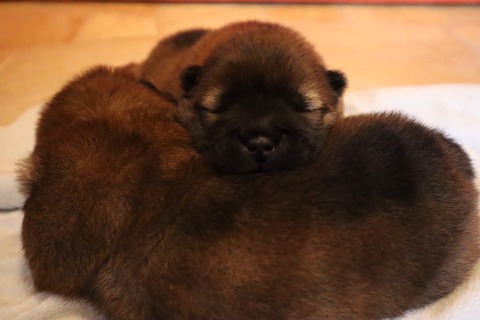 line_187299866232725