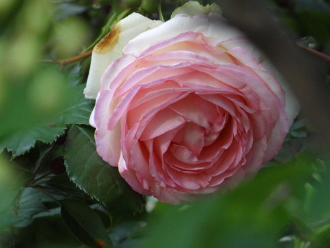 DSC06031