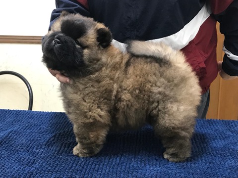 line_1811276114732926