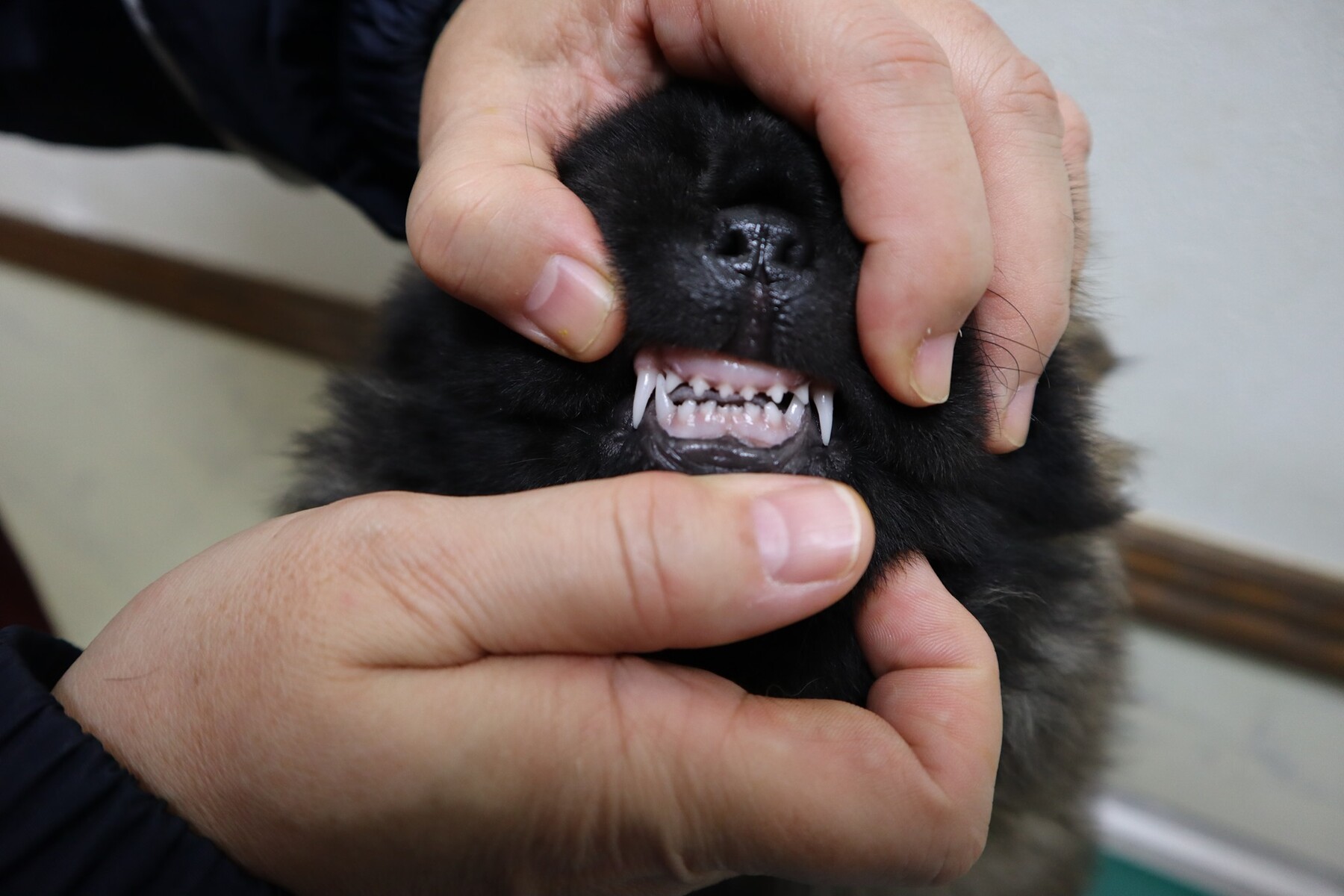 子犬6週と4日かな 乳歯の写真と一緒に Nyan Chow S チャウチャウ 子犬6週と4日かな 乳歯の写真と一緒に Nyan Chow S チャウチャウ