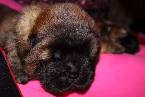 line_187396314212168