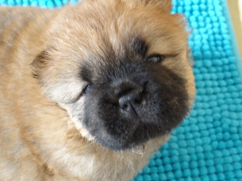 Image result for chow chow 犬 横たわっている