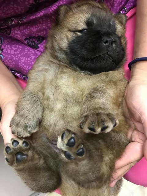 71215228_2712307002136708_484148131152265216_n