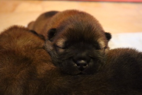 line_187304392821526