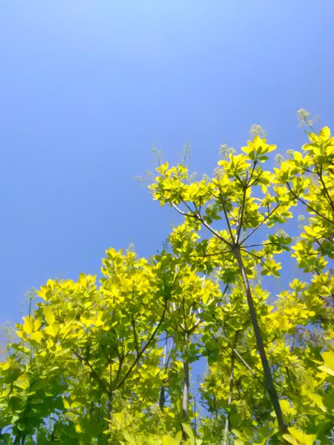 P_20190524_093237