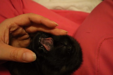 line_187538156664404