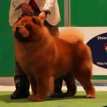 41976586_2076858805681534_6289108650048880640_na