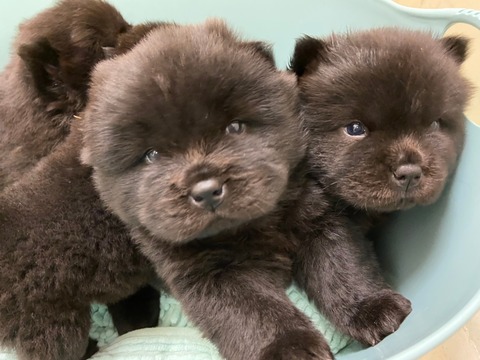 line_465281504815099