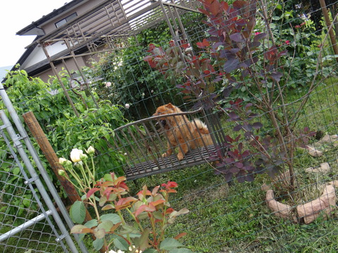 DSC06011