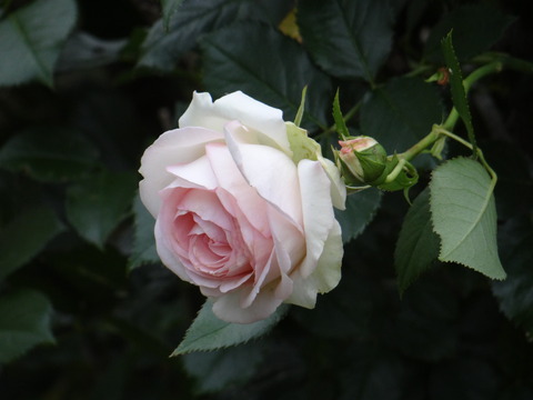 DSC06015