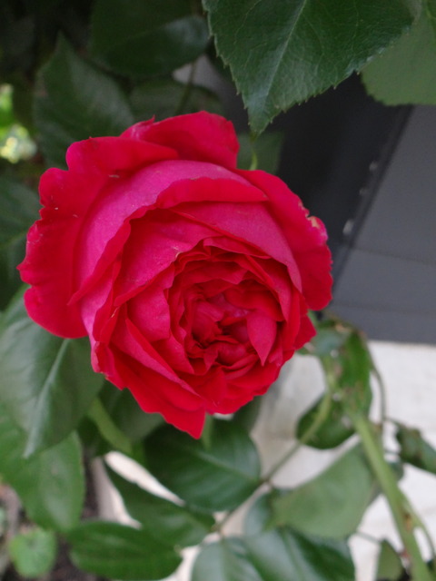 DSC05969