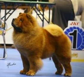 48894070_2207221369311943_5486603640107958272_n