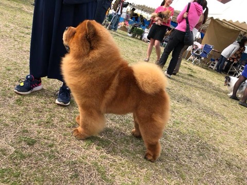 29342595_1288836921216349_8620057248158731204_n