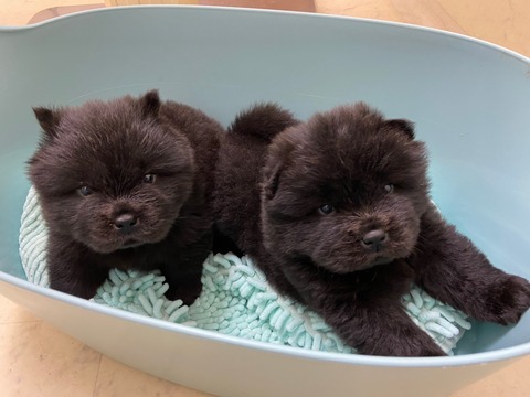 line_399827372922734