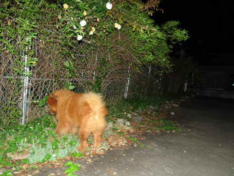 DSC08064