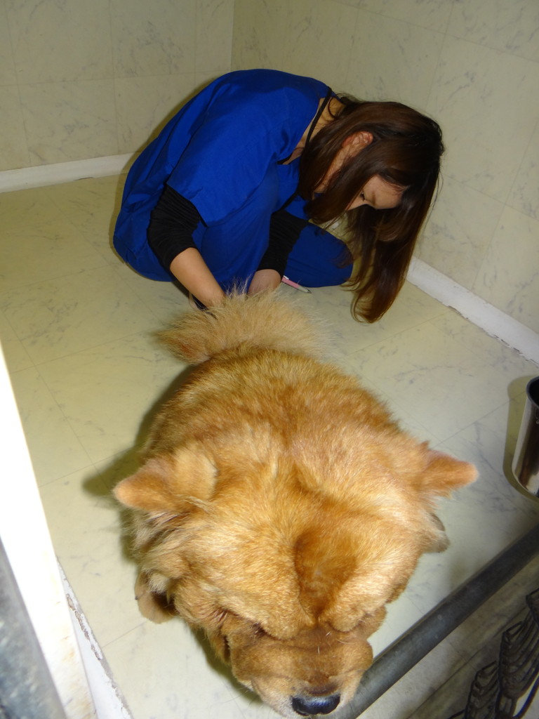 チャウチャウ足と毛質を比べてみた 社内比 Nyan Chow S チャウチャウ チャウチャウ足と毛質を比べてみた 社内比 Nyan Chow S チャウチャウ