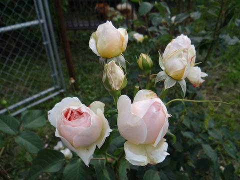 DSC06009