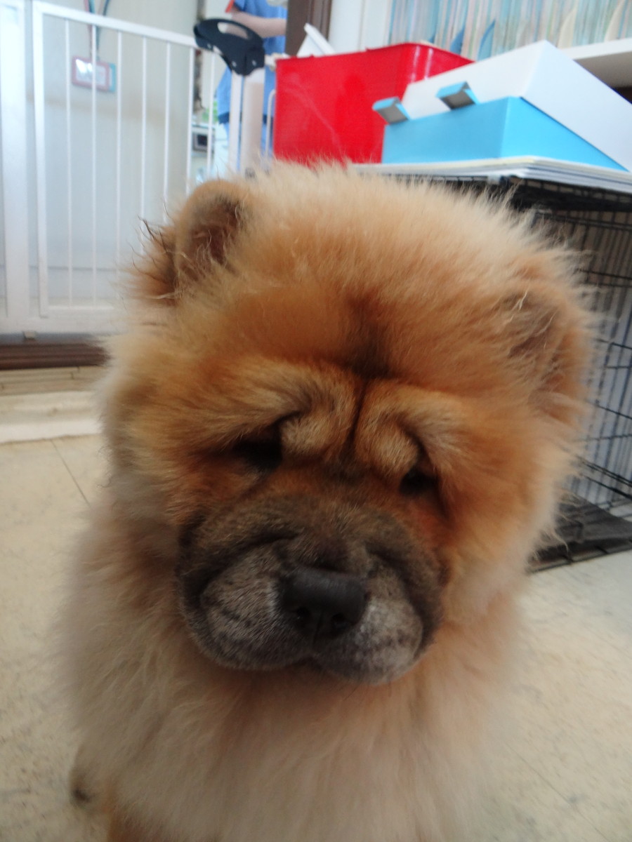 Resultado de imagen para ç¬  chow chow  æ²ãã