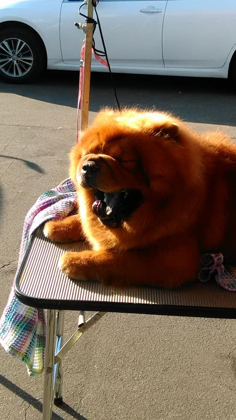 71218886_2704018532965555_8047768586619453440_n